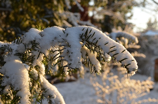 zdjęcie do artykułu rośliny zimozielone w ogrodzie